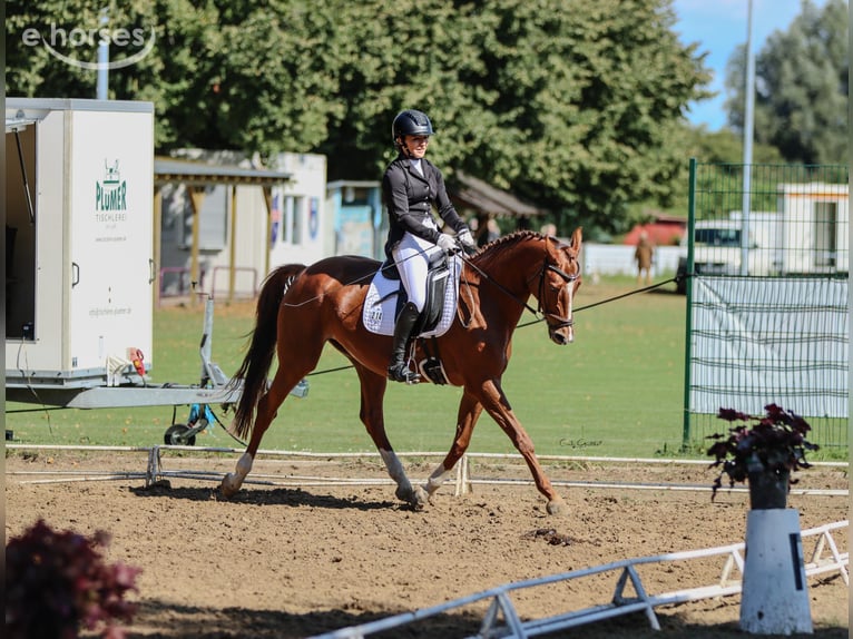 Hanoverian Mare 8 years 16.1 hh Chestnut in Rostock