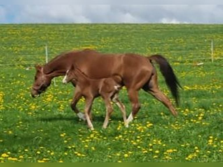 Hanoverian Mare 8 years 16,1 hh Chestnut-Red in Isny im Allgäu