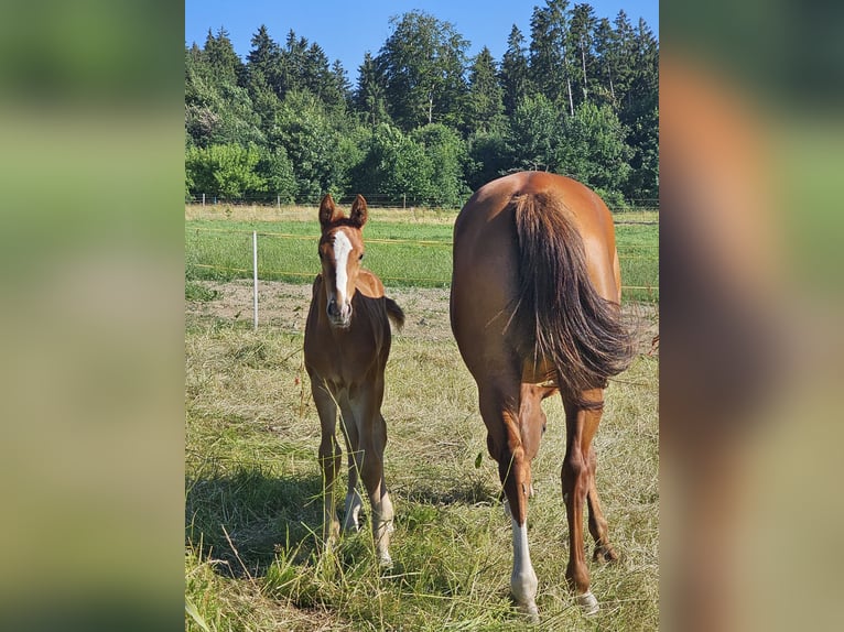 Hanoverian Mare 8 years 16,1 hh Chestnut-Red in Biberach an der Ri&#xDF;