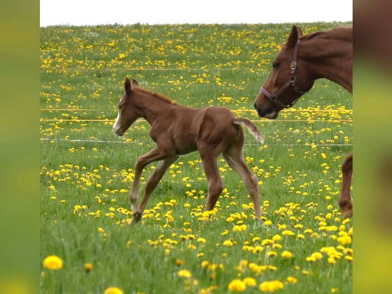 Hanoverian Mare 8 years 16,1 hh Chestnut-Red in Biberach an der Ri&#xDF;