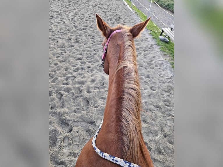 Hanoverian Mare 8 years 16,1 hh Chestnut-Red in Biberach an der Ri&#xDF;
