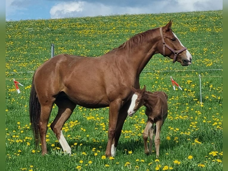 Hanoverian Mare 8 years 16,1 hh Chestnut-Red in Biberach an der Ri&#xDF;