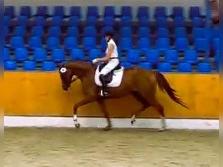 Hanoverian Mare 8 years 16,1 hh Chestnut-Red in Biberach an der Ri&#xDF;