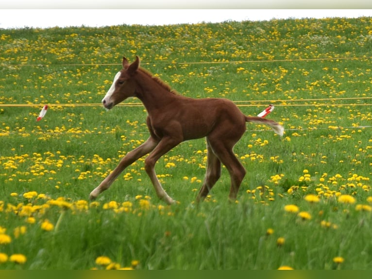 Hanoverian Mare 8 years 16,1 hh Chestnut-Red in Biberach an der Ri&#xDF;