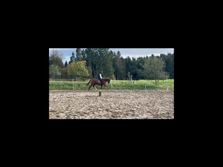 Hanoverian Mare 8 years 16,1 hh Chestnut-Red in Biberach an der Ri&#xDF;