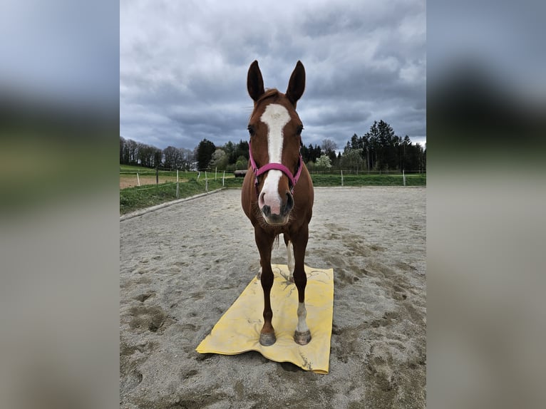 Hanoverian Mare 8 years 16,1 hh Chestnut-Red in Biberach an der Ri&#xDF;