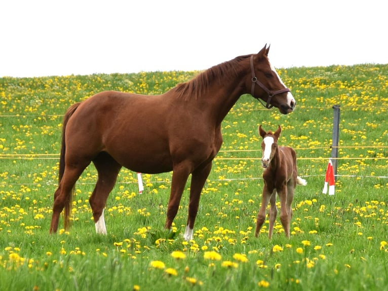 Hanoverian Mare 8 years 16,1 hh Chestnut-Red in Biberach an der Ri&#xDF;