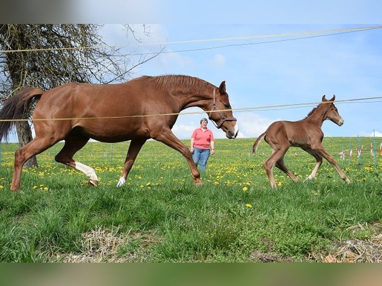 Hanoverian Mare 8 years 16,1 hh Chestnut-Red in Biberach an der Ri&#xDF;