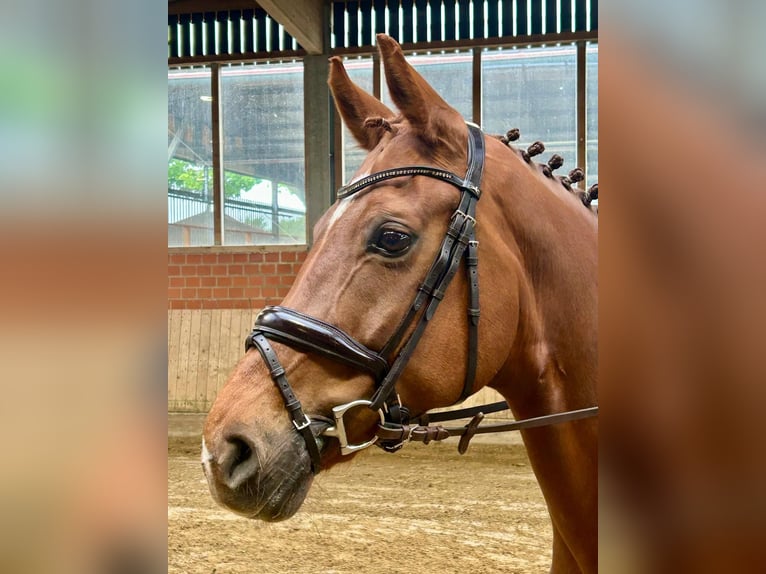 Hanoverian Mare 8 years 16.1 hh Chestnut-Red in Telgte