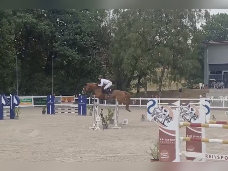 Hanoverian, Mare, 8 years, 16.1 hh, Chestnut-Red