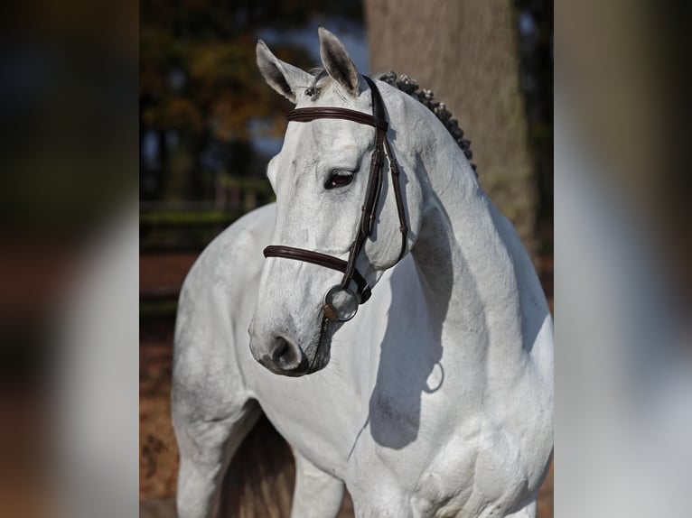 Hanoverian Mare 8 years 16,1 hh Gray in Diepholz