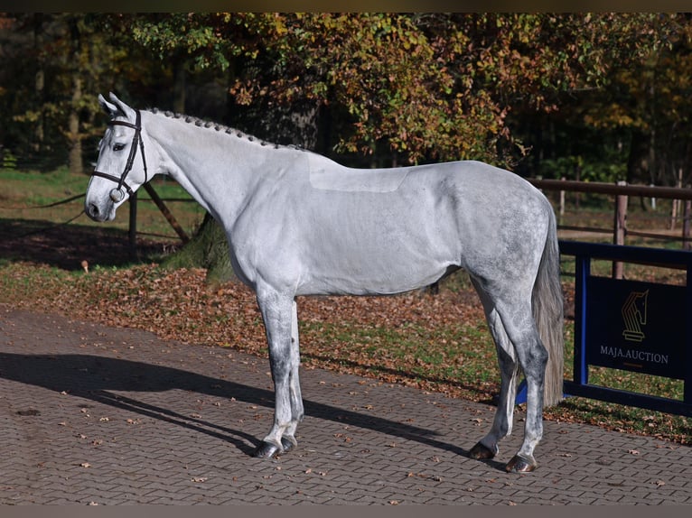 Hanoverian Mare 8 years 16,1 hh Gray in Diepholz