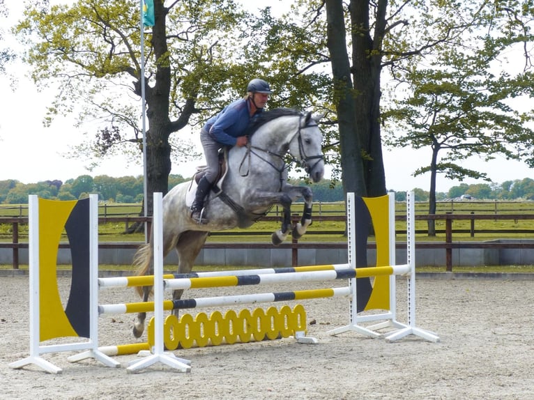 Hanoverian Mare 8 years 16,1 hh Gray in Werlte