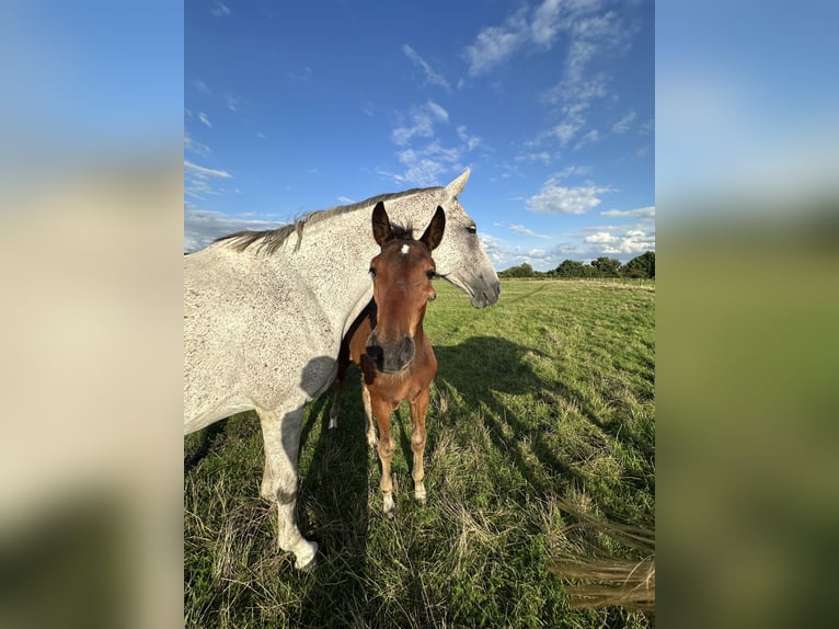 Hanoverian Mare 8 years 16,1 hh Grey in Wahrenholz