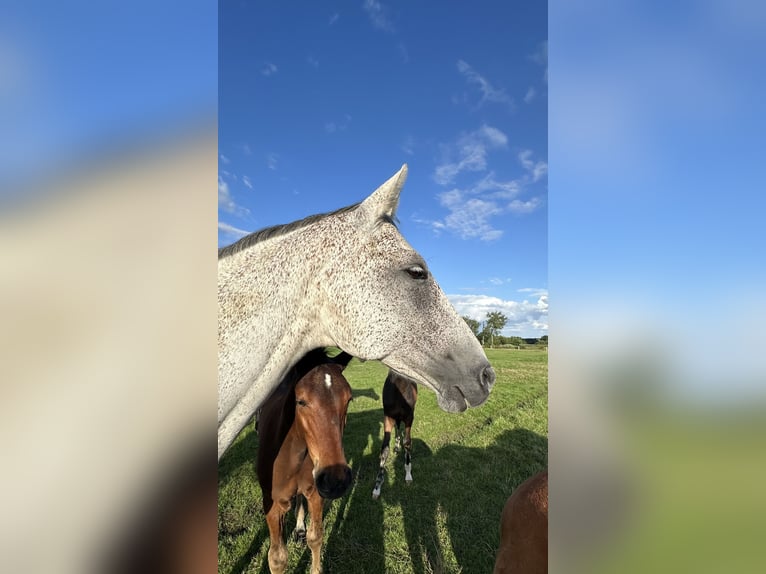 Hanoverian Mare 8 years 16,1 hh Grey in Wahrenholz