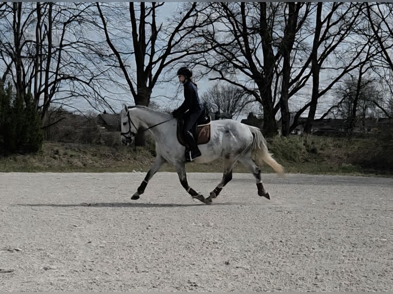 Hanoverian Mare 8 years 16.1 hh Grey in Tostedt