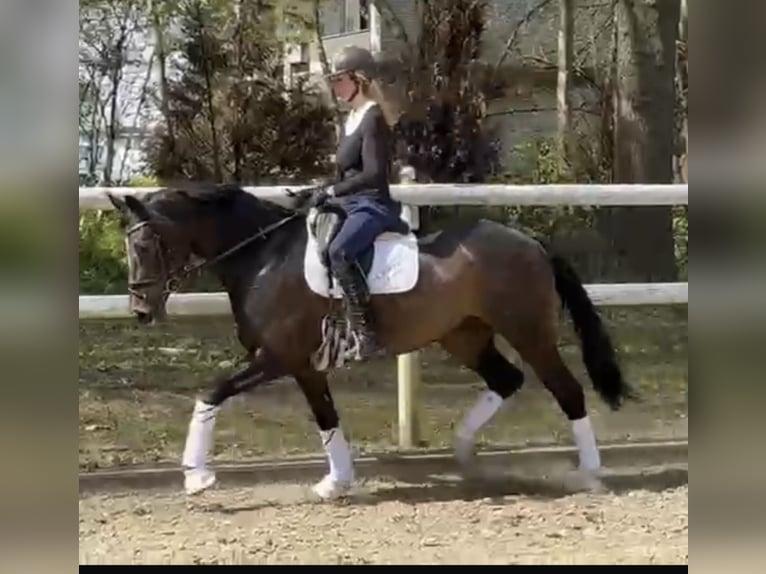 Hanoverian Mare 8 years 16.2 hh Bay-Dark in Hamm
