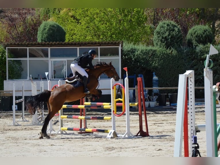 Hanoverian Mare 8 years 16.2 hh Bay-Dark in Añezcar