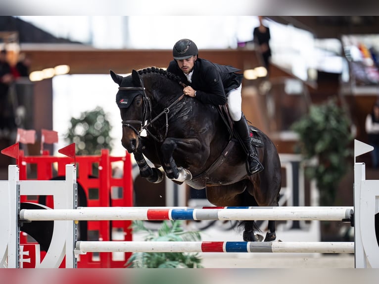 Hanoverian Mare 8 years 16,2 hh Bay-Dark in Schrobenhausen