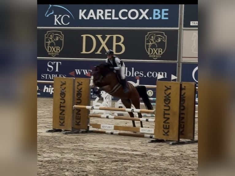 Hanoverian Mare 8 years 16.2 hh Bay-Dark in Trier