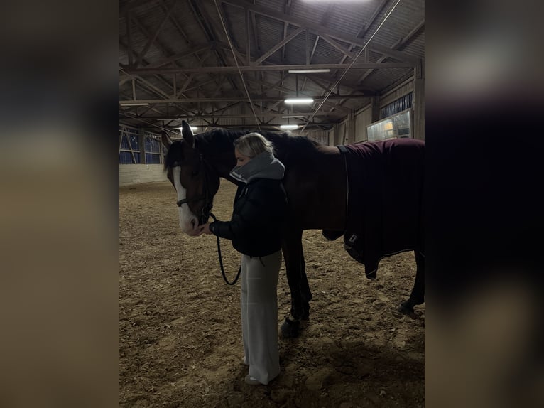 Hanoverian Mare 8 years 16.2 hh Bay-Dark in Trier