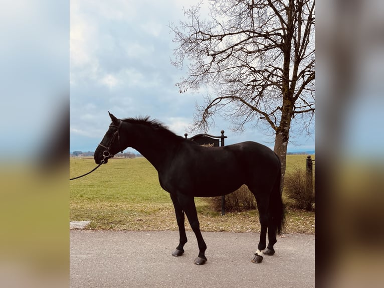 Hanoverian Mare 8 years 16,2 hh Black in Haldenwang