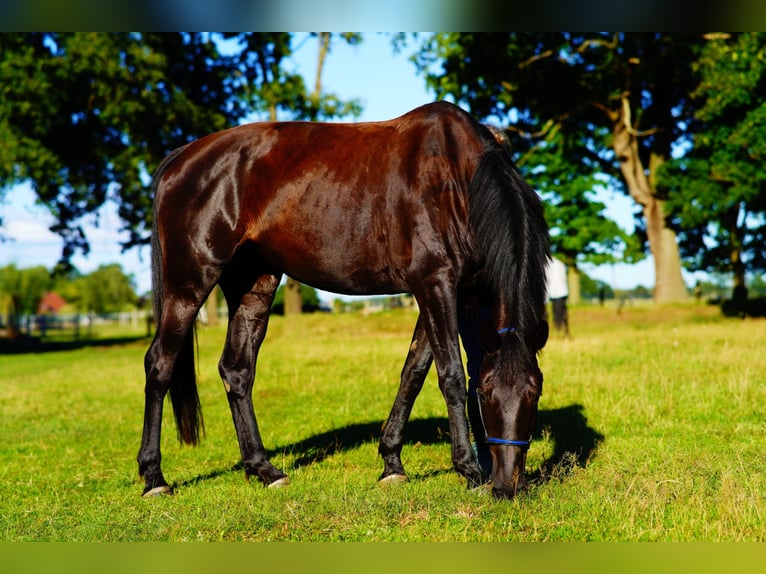 Hanoverian Mare 8 years 16.2 hh Black in Hagenow
