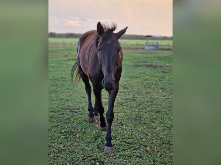 Hanoverian Mare 8 years 16.2 hh Black in Hagenow