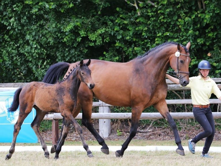 Hanoverian Mare 8 years 16.2 hh Brown in Ahrensbök