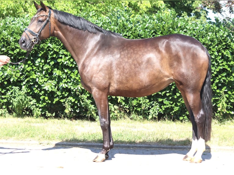 Hanoverian Mare 8 years 16.2 hh Brown in Selsingen