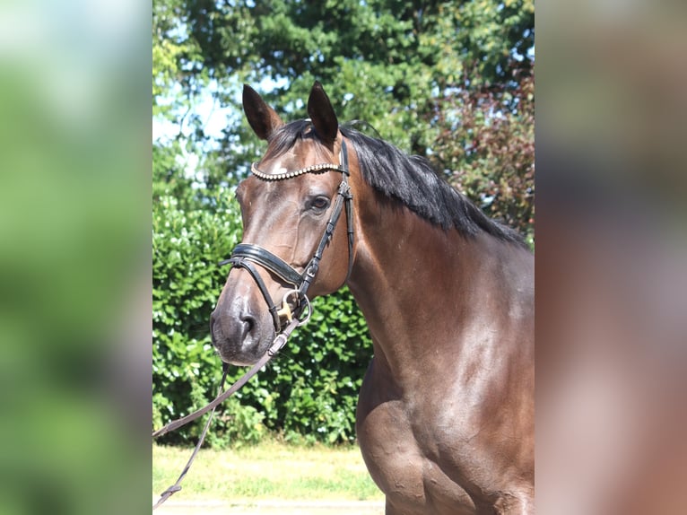 Hanoverian Mare 8 years 16.2 hh Brown in Selsingen