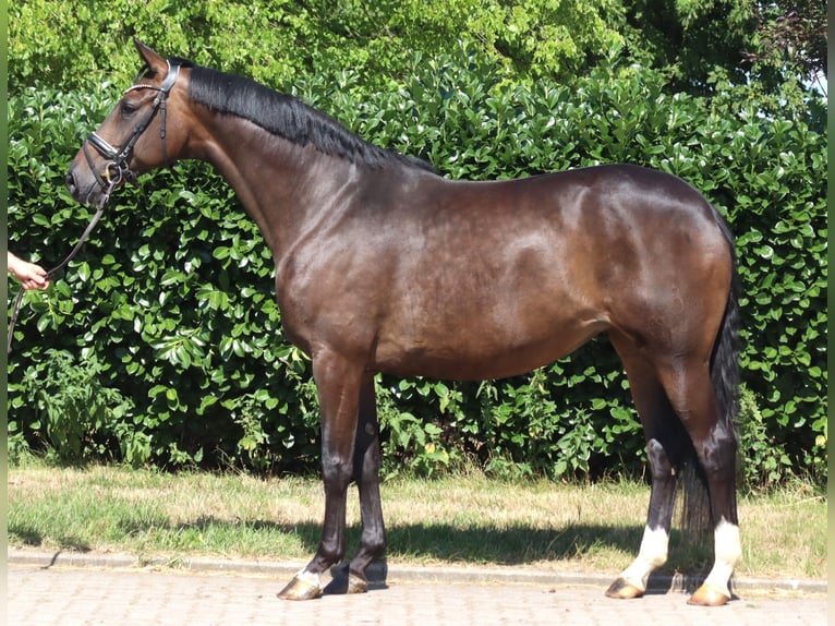Hanoverian Mare 8 years 16.2 hh Brown in Selsingen