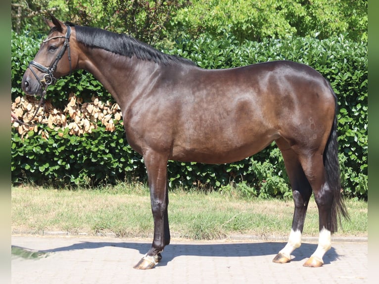 Hanoverian Mare 8 years 16.2 hh Brown in Selsingen