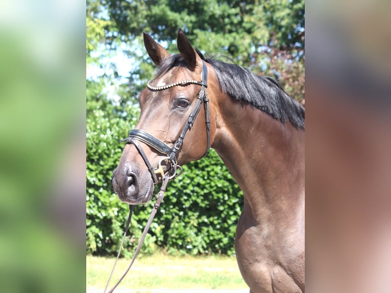 Hanoverian Mare 8 years 16.2 hh Brown in Selsingen