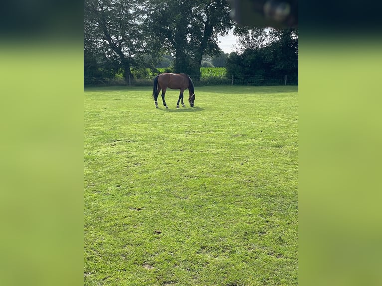 Hanoverian Mare 8 years 16.2 hh Brown in Ganderkesee