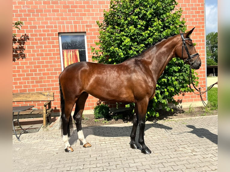 Hanoverian Mare 8 years 16,2 hh Brown in Moers