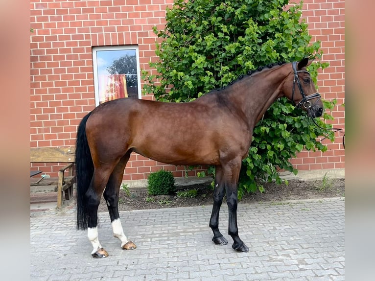 Hanoverian Mare 8 years 16,2 hh Brown in Moers