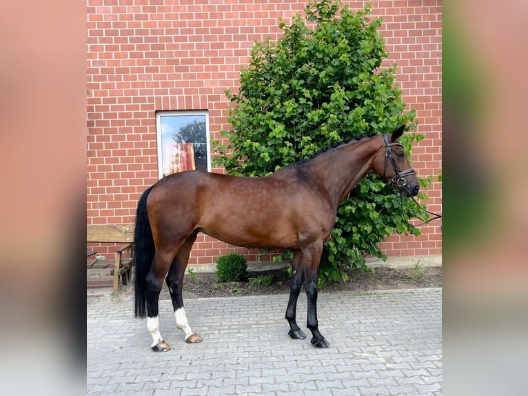 Hanoverian Mare 8 years 16,2 hh Brown in Moers