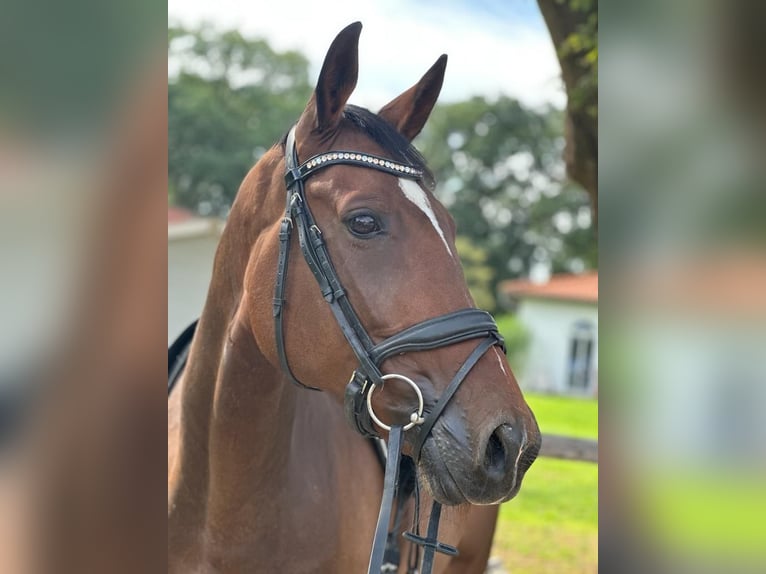 Hanoverian Mare 8 years 16,2 hh Brown in Thedinghausen