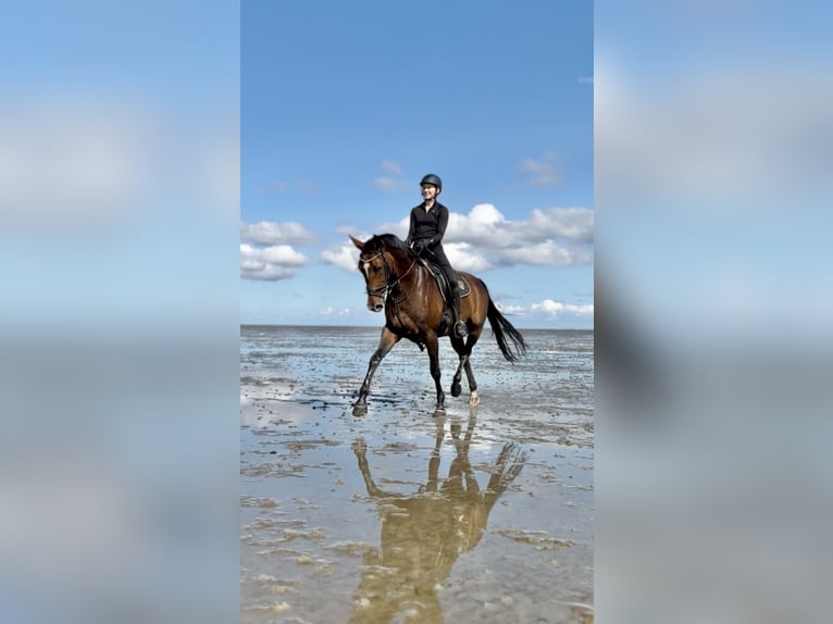 Hanoverian Mare 8 years 16,2 hh Brown in Thedinghausen