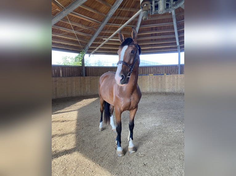 Hanoverian Mare 8 years 16,2 hh Brown in Marktredwitz