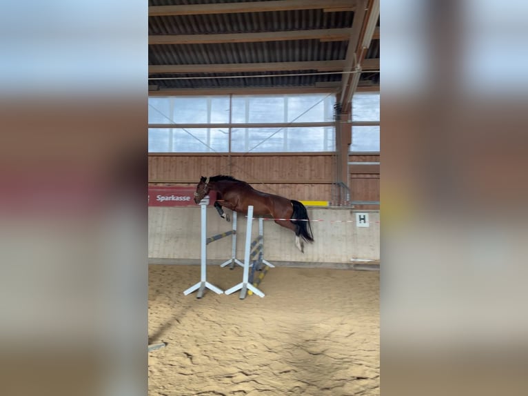 Hanoverian Mare 8 years 16,2 hh Brown in Marktredwitz