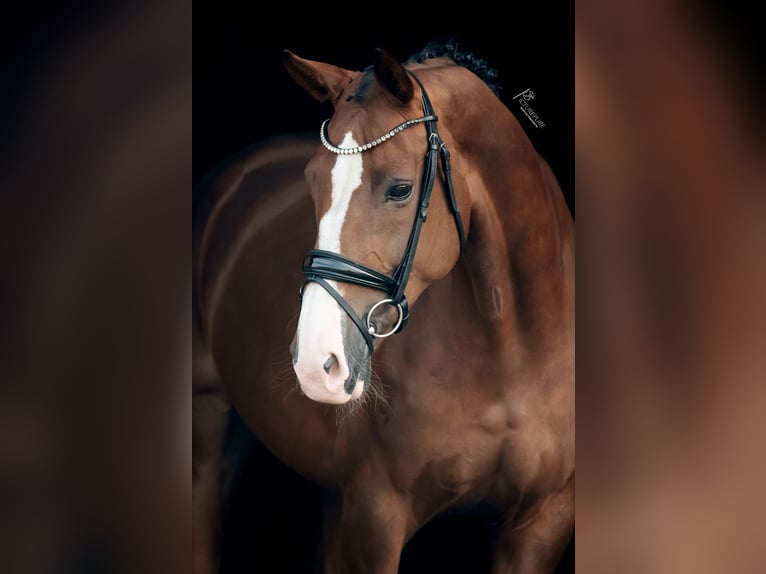 Hanoverian Mare 8 years 16,2 hh Chestnut in Goch