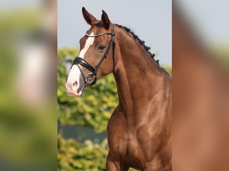 Hanoverian Mare 8 years 16,2 hh Chestnut in Goch