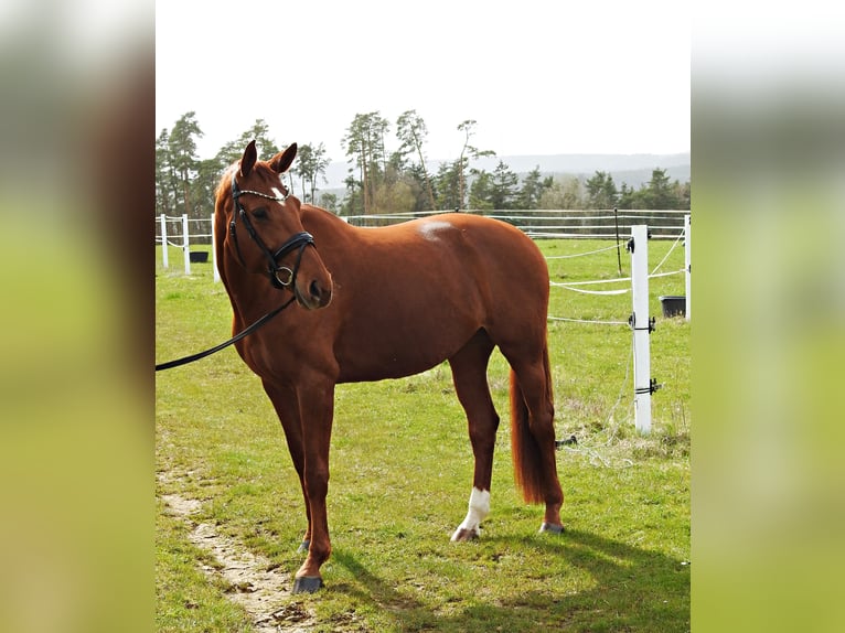 Hanoverian Mare 8 years 16,2 hh Chestnut in Vilseck