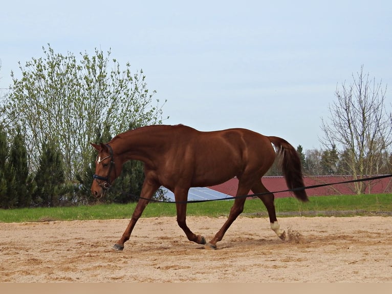 Hanoverian Mare 8 years 16,2 hh Chestnut in Vilseck