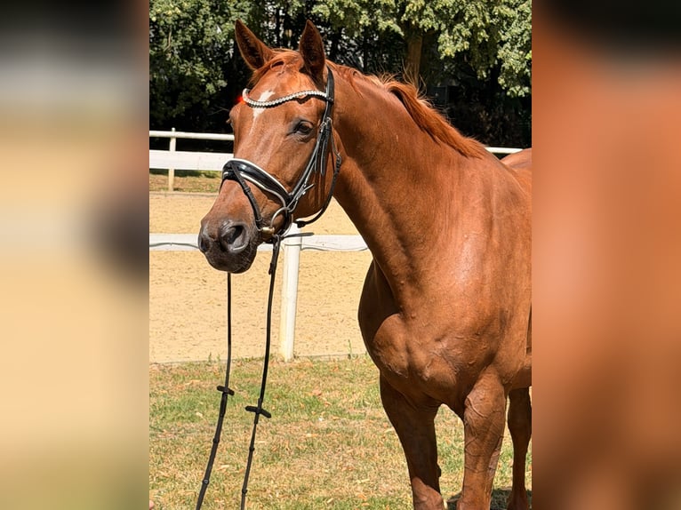 Hanoverian Mare 8 years 16.2 hh Chestnut-Red in Hamm