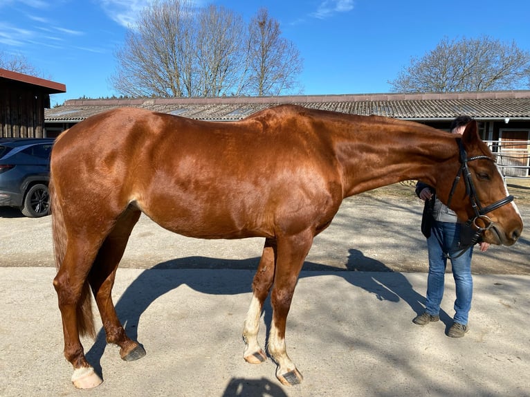 Hanoverian Mare 8 years 16,2 hh Chestnut-Red in Balingen