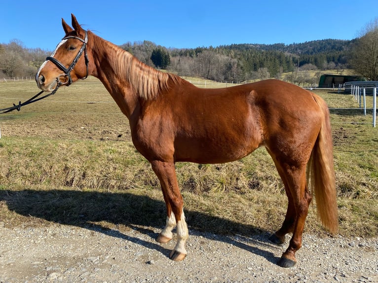 Hanoverian Mare 8 years 16,2 hh Chestnut-Red in Balingen