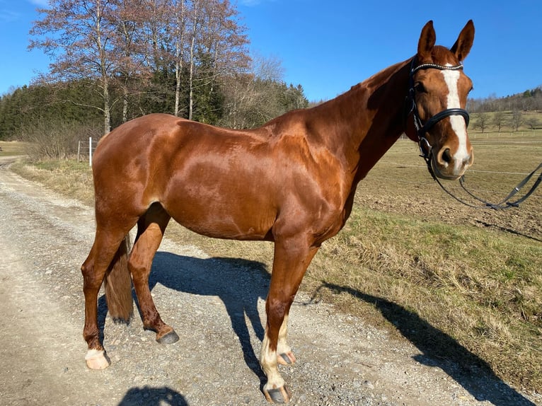 Hanoverian Mare 8 years 16,2 hh Chestnut-Red in Balingen